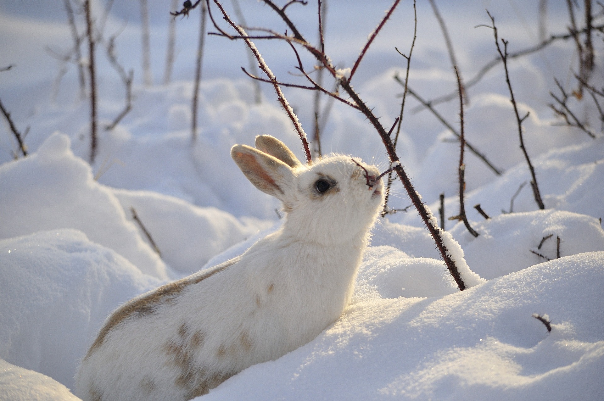 rabbit in snow